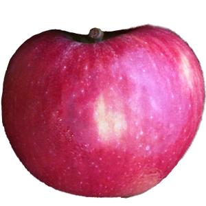 Produce - Apple Stayman Large