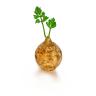 Celery Root with Leaves