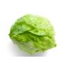 Produce - Iceberg Lettuce