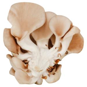 Fresh Produce - Mushroom Oyster Bulk